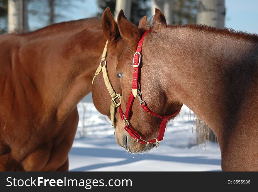 Two horse mare like this caress. Two horse mare like this caress