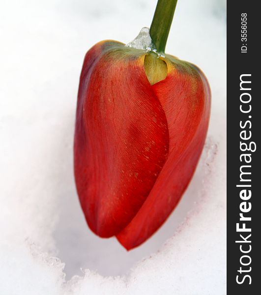 A close up view of a red tulip as it bends low after a late spring snow storm. A close up view of a red tulip as it bends low after a late spring snow storm.