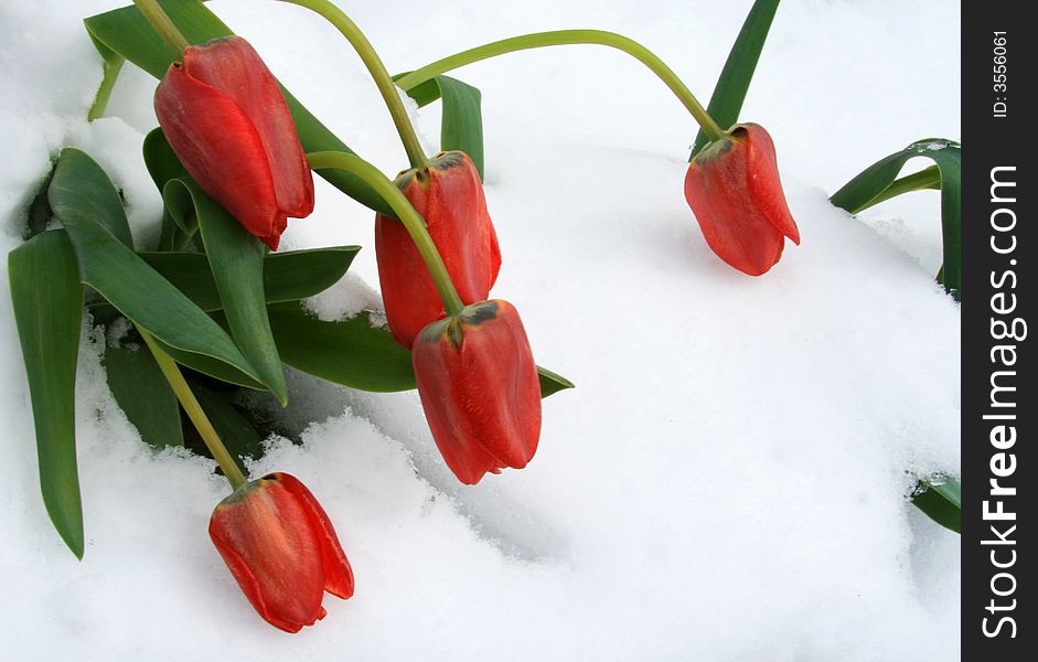A close up view of a bunch of red tulips as they bend low after a late spring snow storm. A close up view of a bunch of red tulips as they bend low after a late spring snow storm.