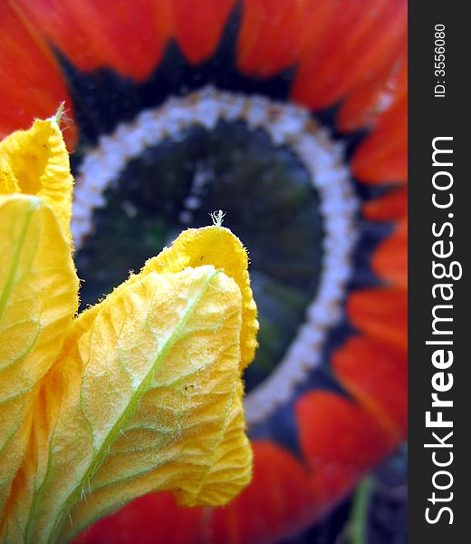 Closeup of a pumpkin flower with a pumpkin on the background