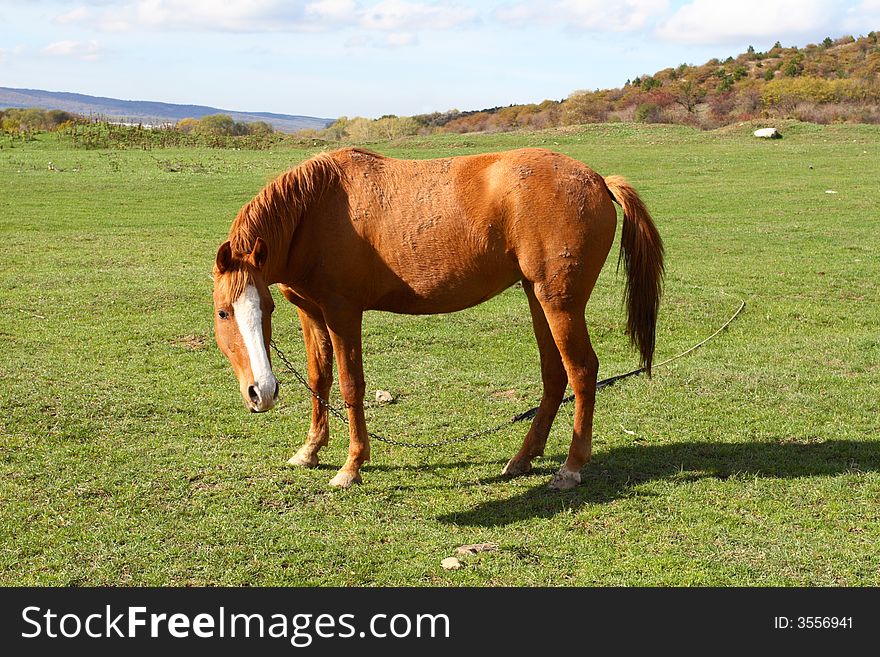 A Beautiful Horse