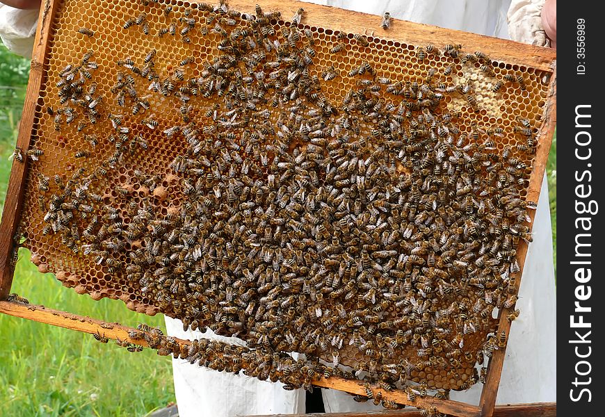 A close-up of the honeycomb with bees. Russian Far East, Primorye. A close-up of the honeycomb with bees. Russian Far East, Primorye.