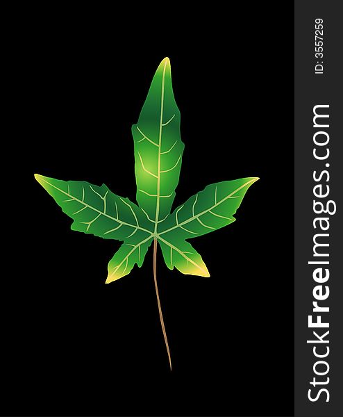 Illustration sweetgum leaf on black background. Illustration sweetgum leaf on black background