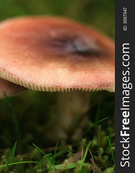 A close up shot of a mushroom