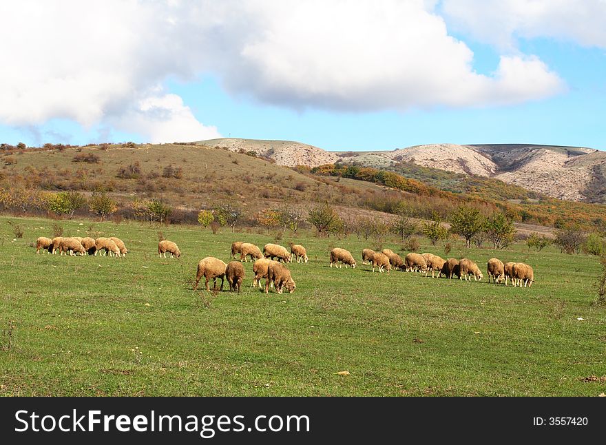 Sheep graze on a background mountains autumn