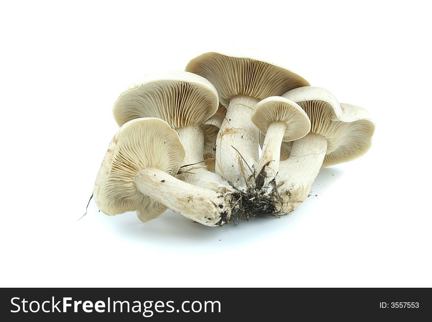 Some white mushrooms isolated on the white background. Some white mushrooms isolated on the white background