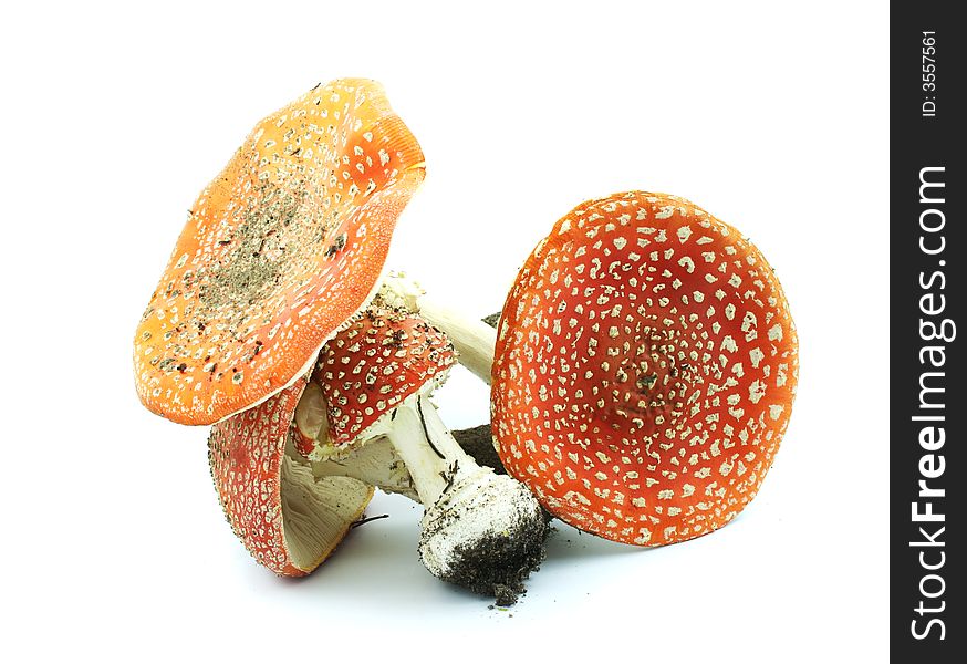 Mushrooms fly agarics isolated on the white background