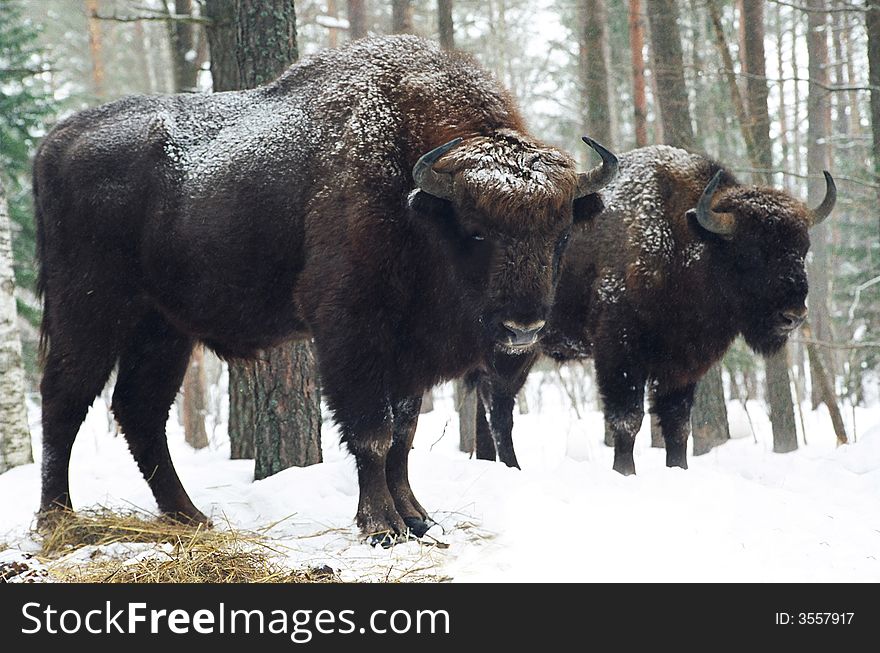 The bisons living in a wood in national park