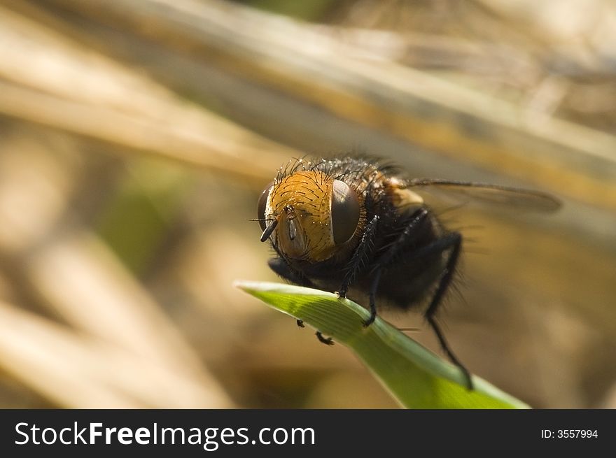 Fly on a green leaf