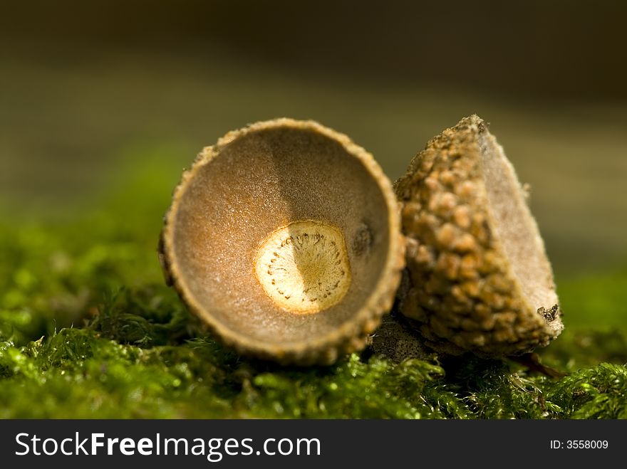 Two acorn on the green moss