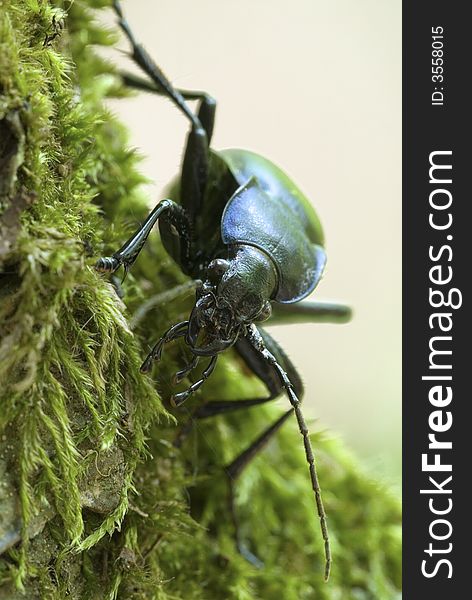 Ground beetle on the green moss