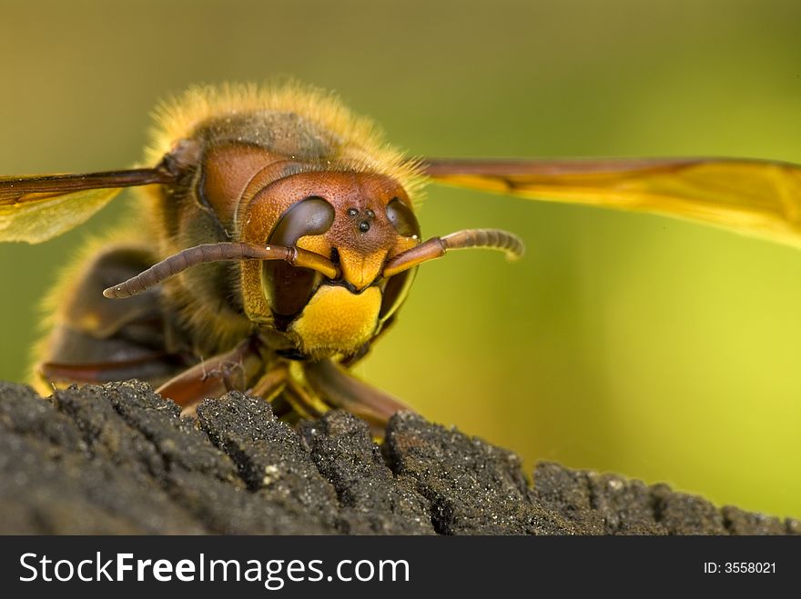 Macro photo of a giant hornet