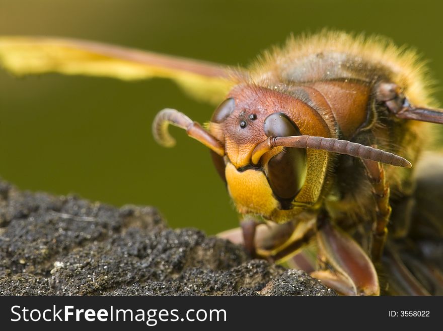 Macro photo of a giant hornet