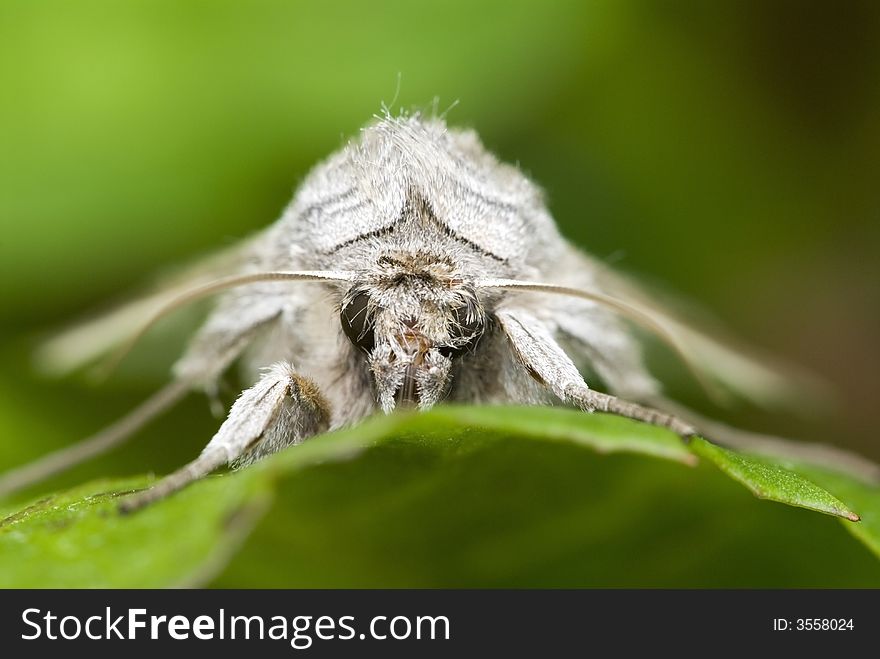 Moth sitting on the green leaf