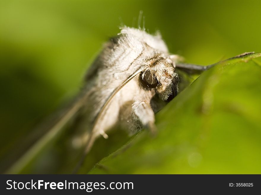 Moth sitting on the green leaf