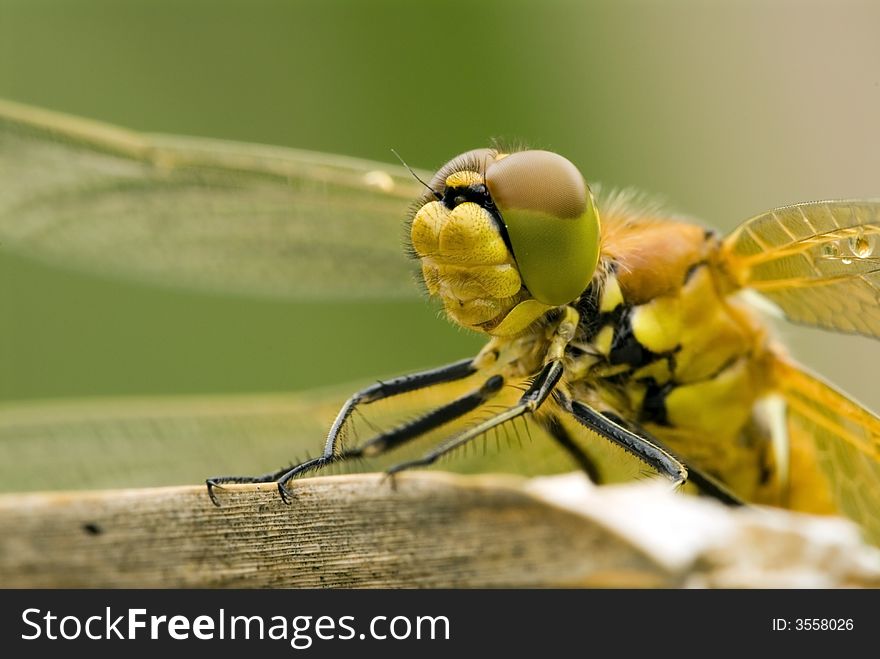 The dragonfly with large brown and green  eyes macro