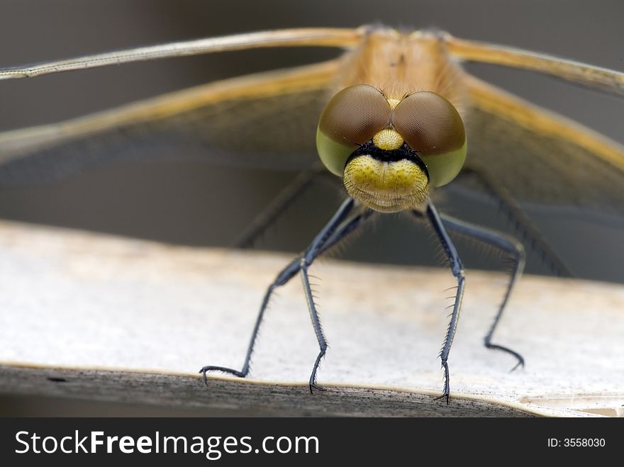 The dragonfly with large brown and green  eyes macro