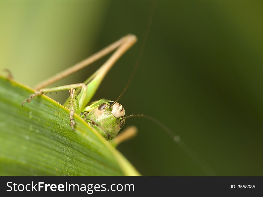 Macro shot of a grasshopper