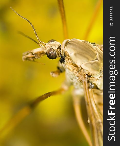 Detail Crane fly on yellow background