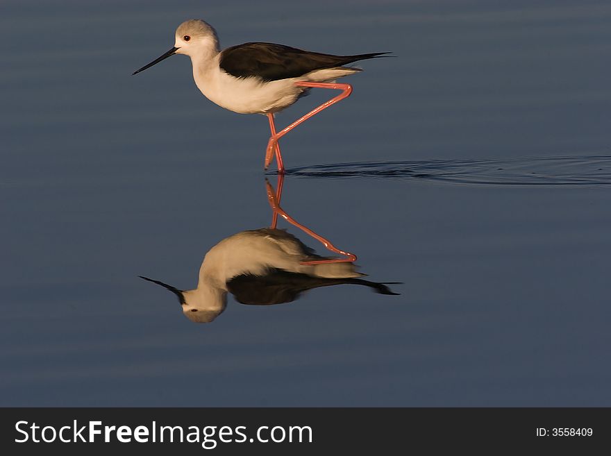 Blackwinged Stilt reflections on still water.