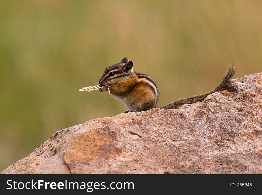 Chipmunk eating grass. Chipmunks are very fast animals, it is difficult to see them still. Chipmunk eating grass. Chipmunks are very fast animals, it is difficult to see them still.