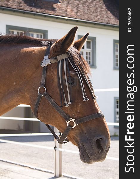 Horse standing in a stall. Einsiedeln, Switzerland. Horse standing in a stall. Einsiedeln, Switzerland