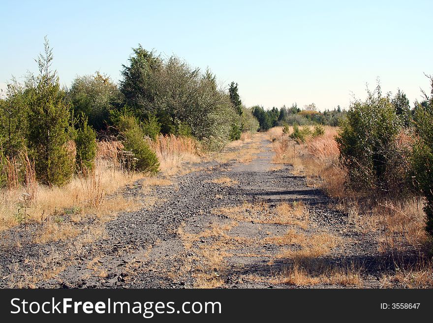 An old Abandoned Road with trees