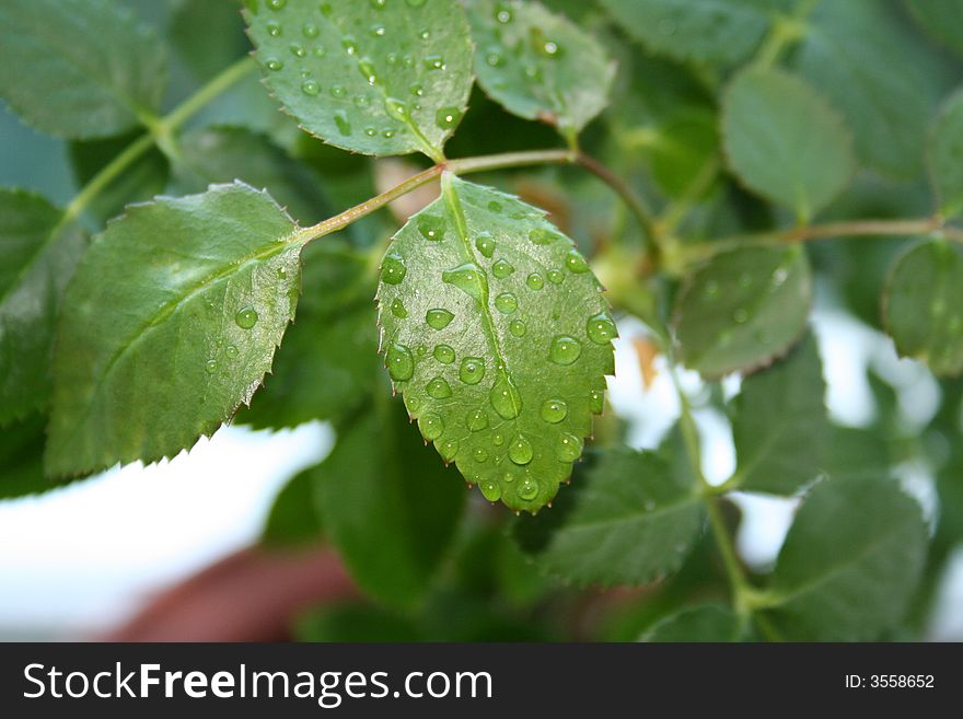 The leaf of rose with water drops