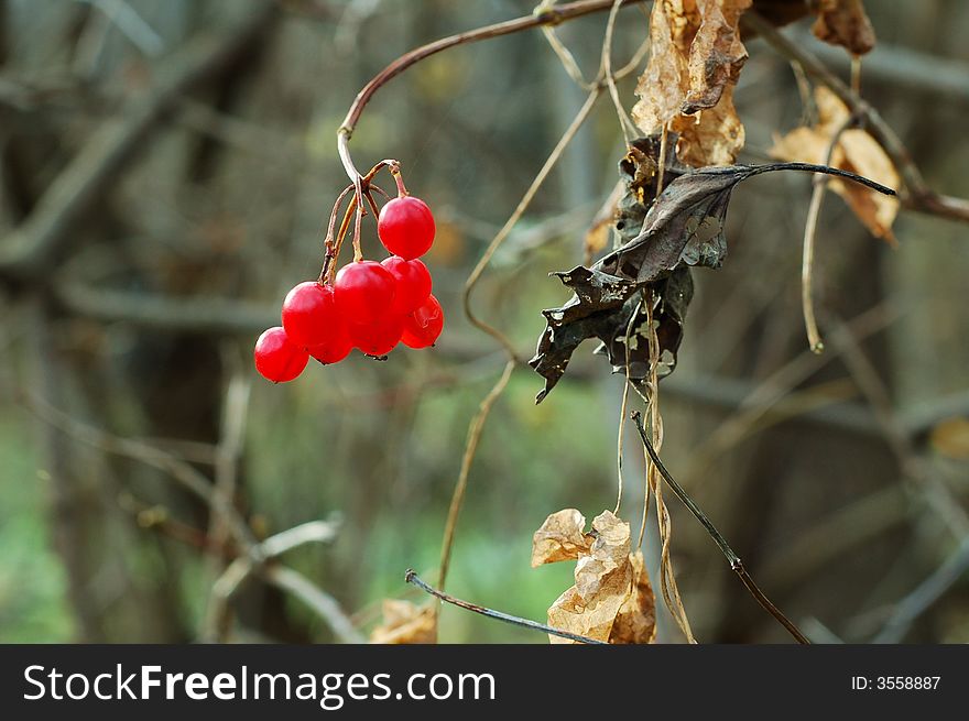 Branch of viburnum, autumn red barry