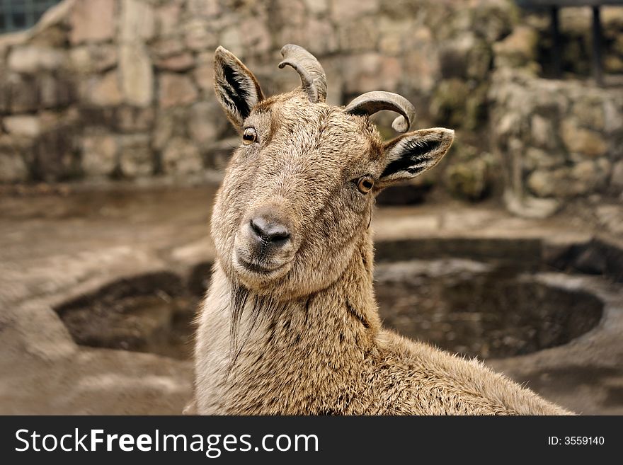 Portrait of chamois in zoo, Riga, Latvia. Portrait of chamois in zoo, Riga, Latvia