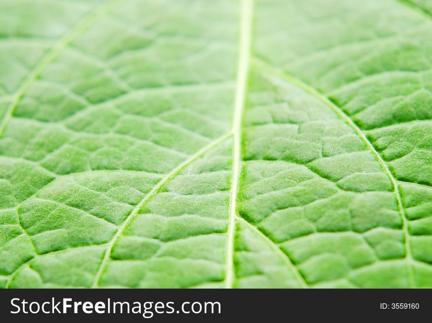 Green leaf macro shot, selective focus on leaf structure veins. Green leaf macro shot, selective focus on leaf structure veins