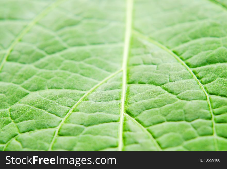 Fresh Green Leave Close Up