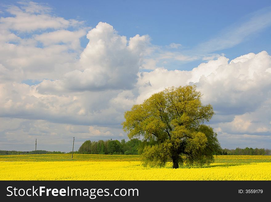 Willow tree in canola field, summertime, Latvia. Willow tree in canola field, summertime, Latvia