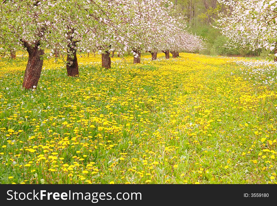 Colorful early summertime apple tree garden with dandelions, Latvia. Colorful early summertime apple tree garden with dandelions, Latvia