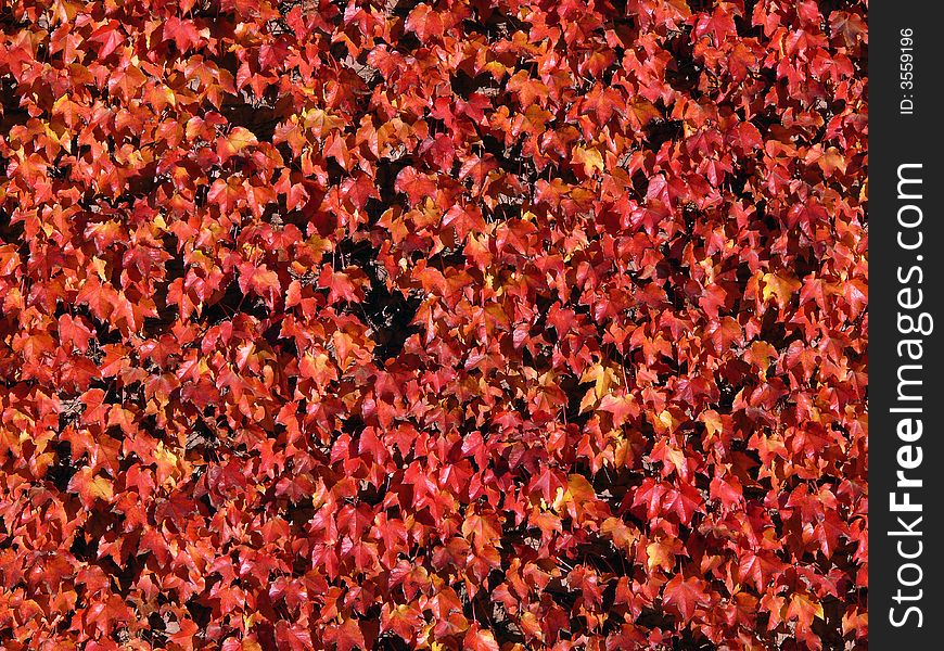 Deep red ivy climbing on a wall for use as a background.