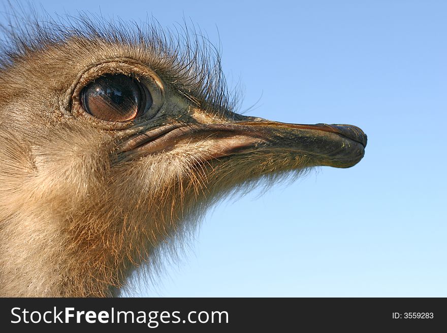 Ostrich focus on the horizon. Ostrich focus on the horizon