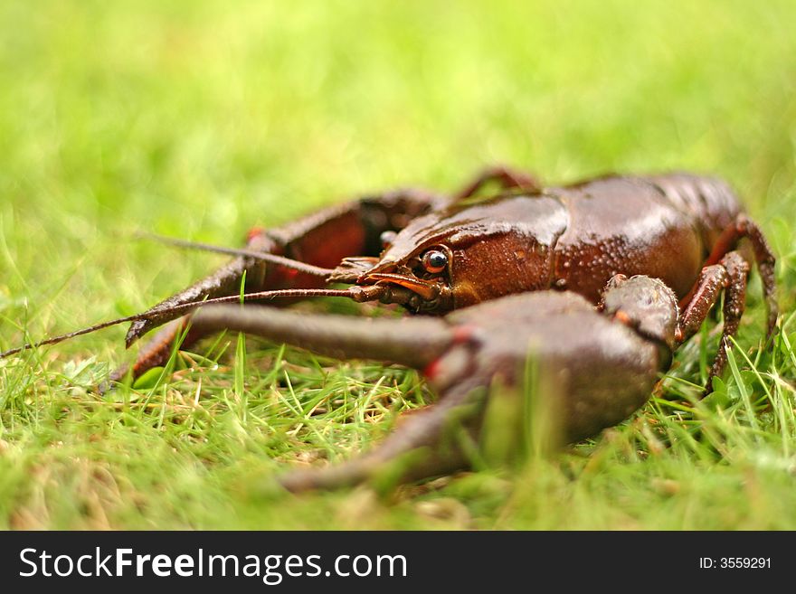 Live crawfish in fresh green grass, selective focus on eye. Live crawfish in fresh green grass, selective focus on eye