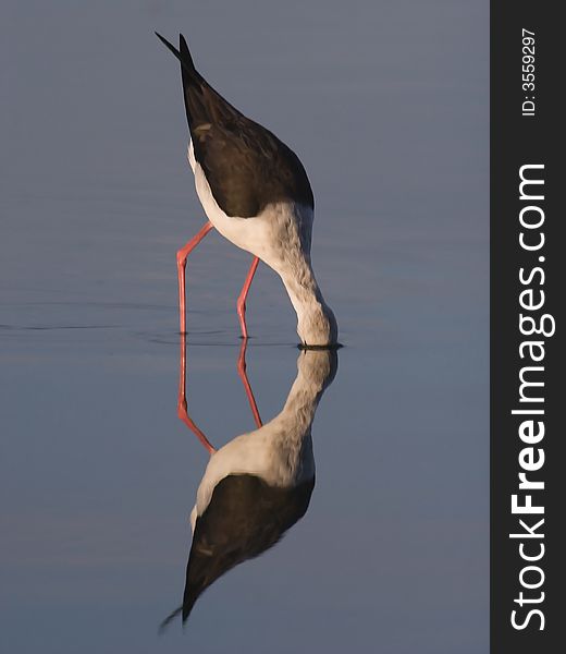 Black-winged Stilt reflections on still water. Black-winged Stilt reflections on still water.