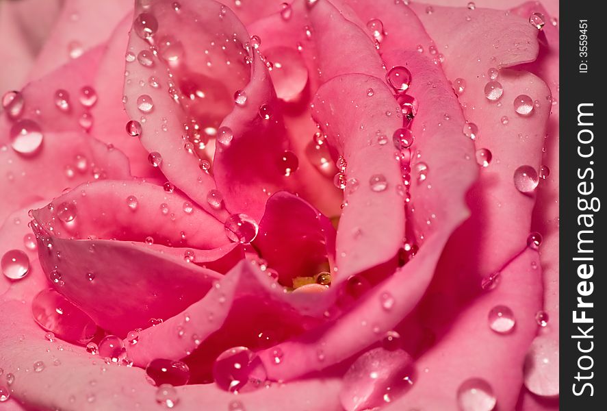 Many Drops On Rose