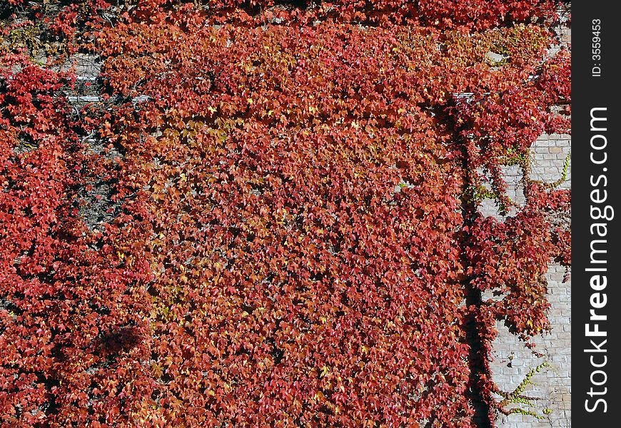 Deep red ivy climbing on a wall for use as a background.