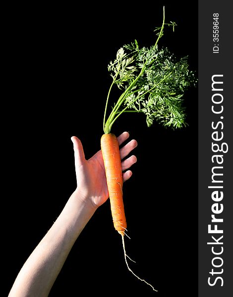 Child holds a fresh clean carrot, isolated on black background. Child holds a fresh clean carrot, isolated on black background