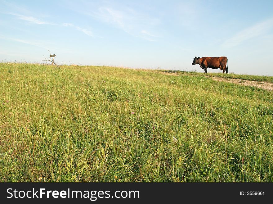 Cow feeding in the meadow by the country road, Latvia, Europe. Cow feeding in the meadow by the country road, Latvia, Europe