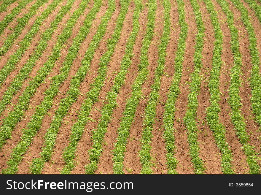 Potato field on a sunny summer day, Belarus. Potato field on a sunny summer day, Belarus