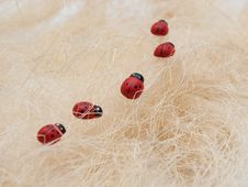 Ladybirds In A Cue Royalty Free Stock Images