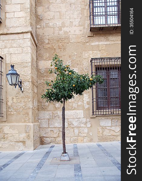 Wild orange tree on the street in old Mediterranean town. Cordoba, Spain