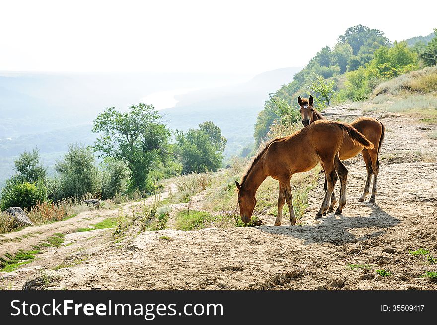 Two foals at rural landscape near Alcedar village at river Dniester, Moldova. Two foals at rural landscape near Alcedar village at river Dniester, Moldova