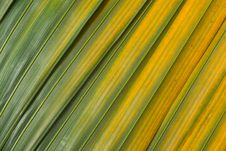 Palm Leaf Background Royalty Free Stock Photography