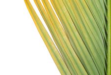 Palm Leaf Background Stock Image
