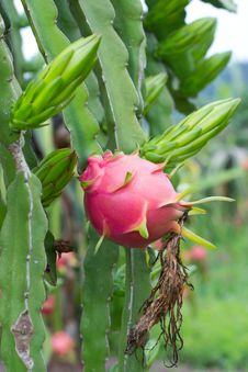 Dragon Fruit Royalty Free Stock Photos Dragon Fruit Royalty Free Stock Photos