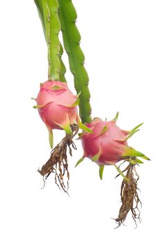 Dragon Fruit Royalty Free Stock Images Dragon Fruit Royalty Free Stock Images